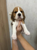 Photo №1. beagle - for sale in the city of Tashkent | 500$ | Announcement № 114927