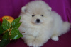 Photo №4. I will sell pomeranian in the city of Москва. breeder - price - 456$