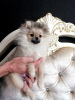 Photo №1. pomeranian - for sale in the city of Minsk | 634$ | Announcement № 46377
