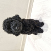 Photo №1. poodle (dwarf) - for sale in the city of Minsk | 377$ | Announcement № 114391