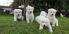 Photo №1. akita - for sale in the city of Gatlinburg | negotiated | Announcement № 63664