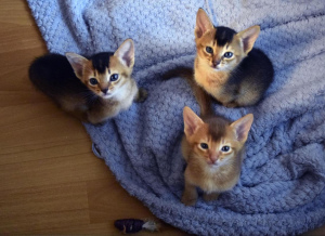 Photo №3. Kittens Abyssinian color wild and sorrel, 2 months. Full package of documents.. Russian Federation