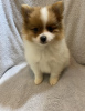 Photo №2 to announcement № 67911 for the sale of pomeranian - buy in United States 