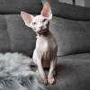 Photo №2 to announcement № 17780 for the sale of sphynx cat - buy in Ukraine from nursery