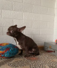 Photo №2 to announcement № 124866 for the sale of chihuahua - buy in Russian Federation from nursery