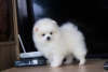 Additional photos: pomeranian