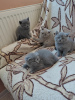 Photo №1. british shorthair - for sale in the city of Довилаи | negotiated | Announcement № 32246