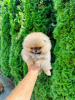 Photo №4. I will sell pomeranian in the city of Werbass.  - price - negotiated