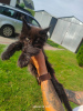 Photo №2 to announcement № 110383 for the sale of maine coon - buy in Poland breeder