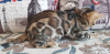 Photo №3. Bengal cat for sale. Russian Federation