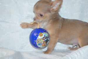 Photo №2 to announcement № 5411 for the sale of chihuahua - buy in Russian Federation from nursery