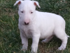 Photo №2 to announcement № 18144 for the sale of bull terrier - buy in Russian Federation private announcement