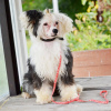 Photo №2 to announcement № 105360 for the sale of chinese crested dog - buy in Germany breeder