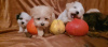 Additional photos: Beautiful MALTIPOO puppies