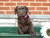 Photo №3. Labrador Retriever Puppies. Cyprus