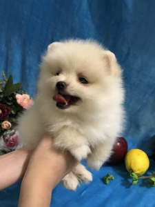 Additional photos: Pomeranian Spitz