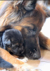 Photo №2 to announcement № 69573 for the sale of german shepherd - buy in Poland private announcement, breeder