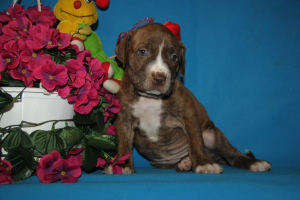 Photo №2 to announcement № 4479 for the sale of american pit bull terrier - buy in Russian Federation private announcement