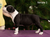 Photo №2 to announcement № 11161 for the sale of american staffordshire terrier - buy in Belarus from nursery