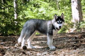 Photo №2 to announcement № 3250 for the sale of siberian husky - buy in Ukraine breeder