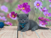 Photo №2 to announcement № 93401 for the sale of british shorthair - buy in United States private announcement