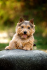 Additional photos: Norwich Terrier