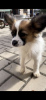 Photo №1. papillon dog - for sale in the city of Erzelj | 317$ | Announcement № 71327
