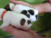 Photo №4. I will sell jack russell terrier in the city of Новодмитриевская. private announcement - price - 130$