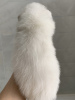 Photo №2 to announcement № 8808 for the sale of japanese spitz - buy in Russian Federation 