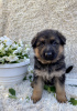 Photo №1. german shepherd - for sale in the city of Dnipro | negotiated | Announcement № 52142