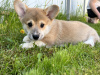 Additional photos: Pembroke Welsh Corgi puppies