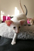 Photo №4. I will sell oriental shorthair in the city of Tallinn. from nursery - price - 845$