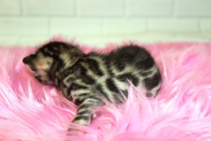 Photo №2 to announcement № 1446 for the sale of bengal cat - buy in Russian Federation private announcement