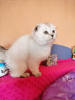 Photo №4. I will sell scottish fold in the city of Линденфельс. private announcement - price - 528$