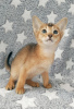 Photo №1. abyssinian cat - for sale in the city of Munich | negotiated | Announcement № 56618