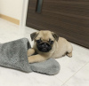 Photo №2 to announcement № 91426 for the sale of pug - buy in Croatia private announcement