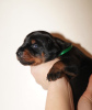 Photo №2 to announcement № 79596 for the sale of dobermann - buy in Russian Federation private announcement, breeder