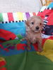 Photo №4. I will sell maltese dog in the city of Хардервейк. private announcement - price - 317$