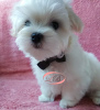 Additional photos: The kid is Maltese, incredibly good, KSU, excellent pedigree.