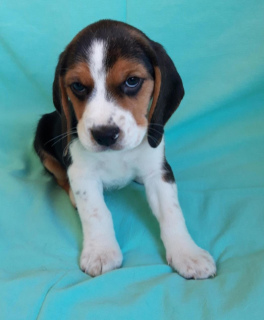 Photo №2 to announcement № 2250 for the sale of beagle - buy in Russian Federation from nursery