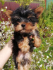 Additional photos: Yorkie baby face puppy