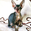 Photo №1. peterbald - for sale in the city of St. Petersburg | negotiated | Announcement № 10039