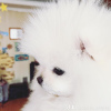 Photo №1. pomeranian - for sale in the city of Ужгород | 1374$ | Announcement № 36981