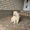 Additional photos: Male chow chow