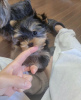 Photo №1. yorkshire terrier - for sale in the city of Berlin | 215$ | Announcement № 119338