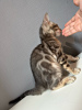 Photo №2 to announcement № 106820 for the sale of bengal cat - buy in Russian Federation breeder