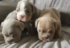 Photo №1. english bulldog - for sale in the city of Milwaukee | 300$ | Announcement № 107219