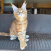 Photo №1. maine coon - for sale in the city of Berlin | negotiated | Announcement № 115758