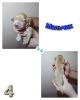 Photo №3. English cocker spaniel puppies. Russian Federation