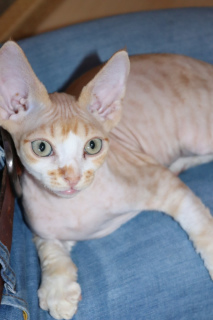 Photo №3. Kitten for sale Devon Rex. Russian Federation